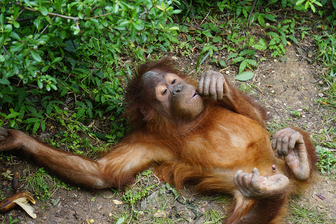 Bornean orangutan