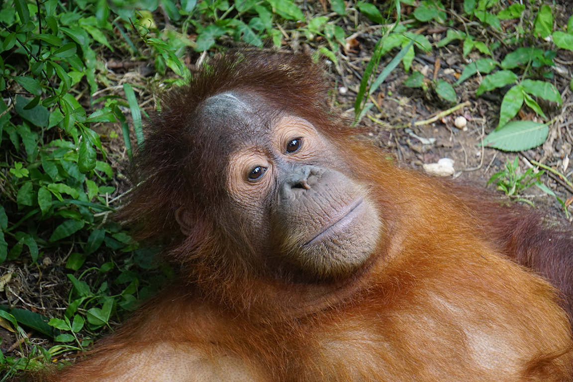 Bornean orangutan