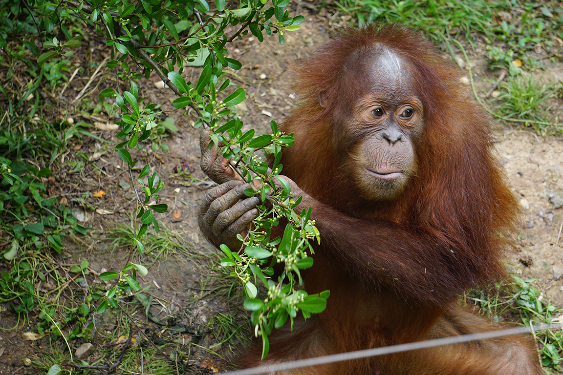 Bornean orangutan
