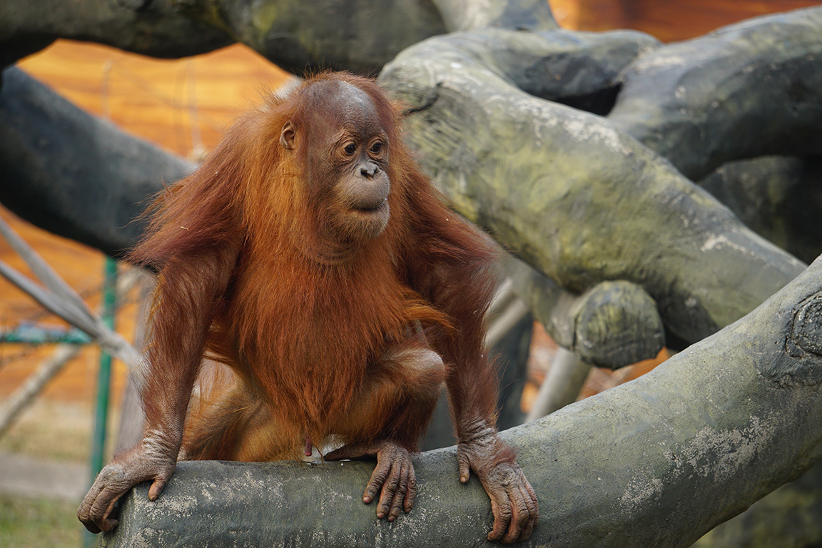 Bornean orangutan