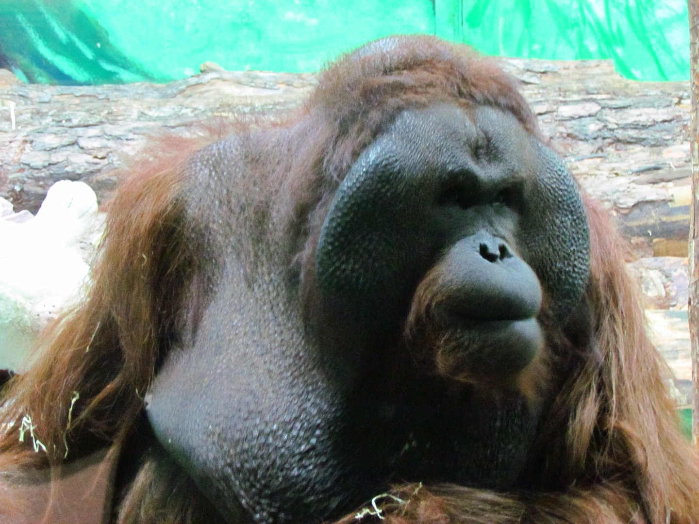 Bornean orangutan