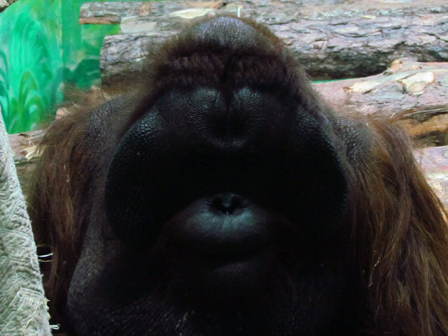 Bornean orangutan