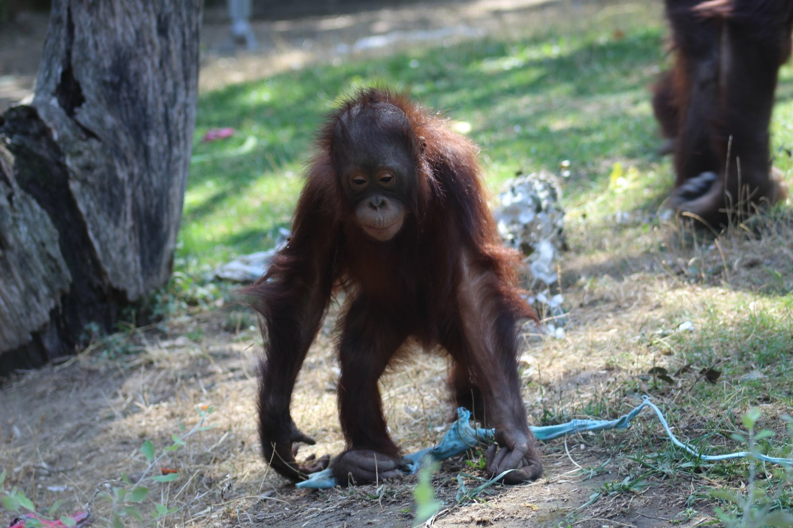 Bornean Orangutan