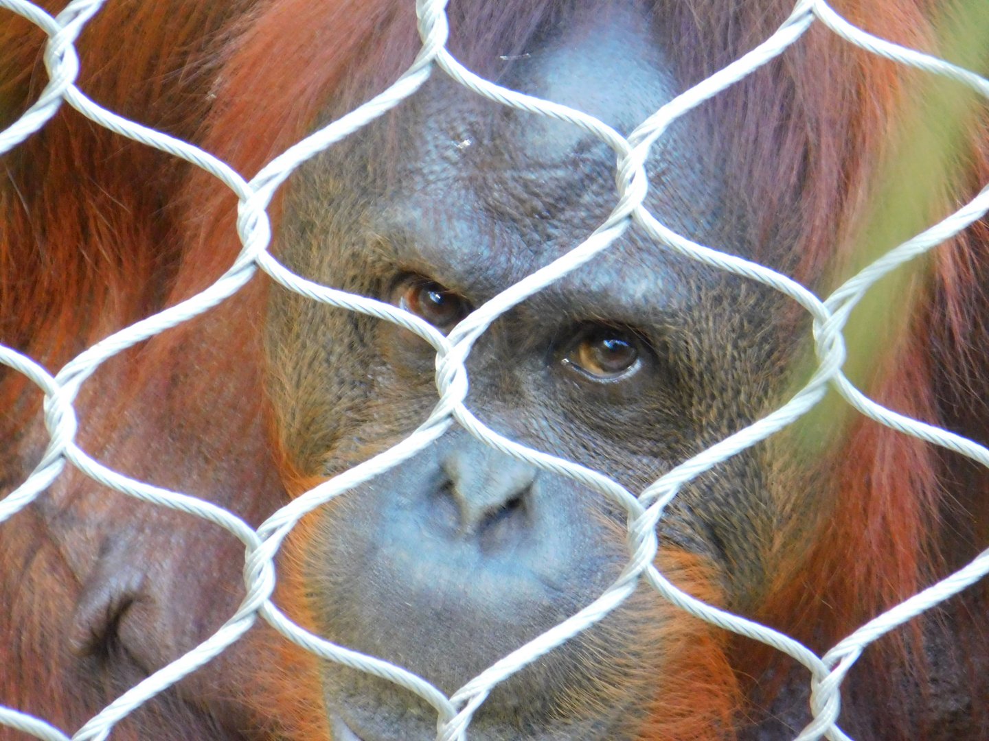 Bornean Orangutan