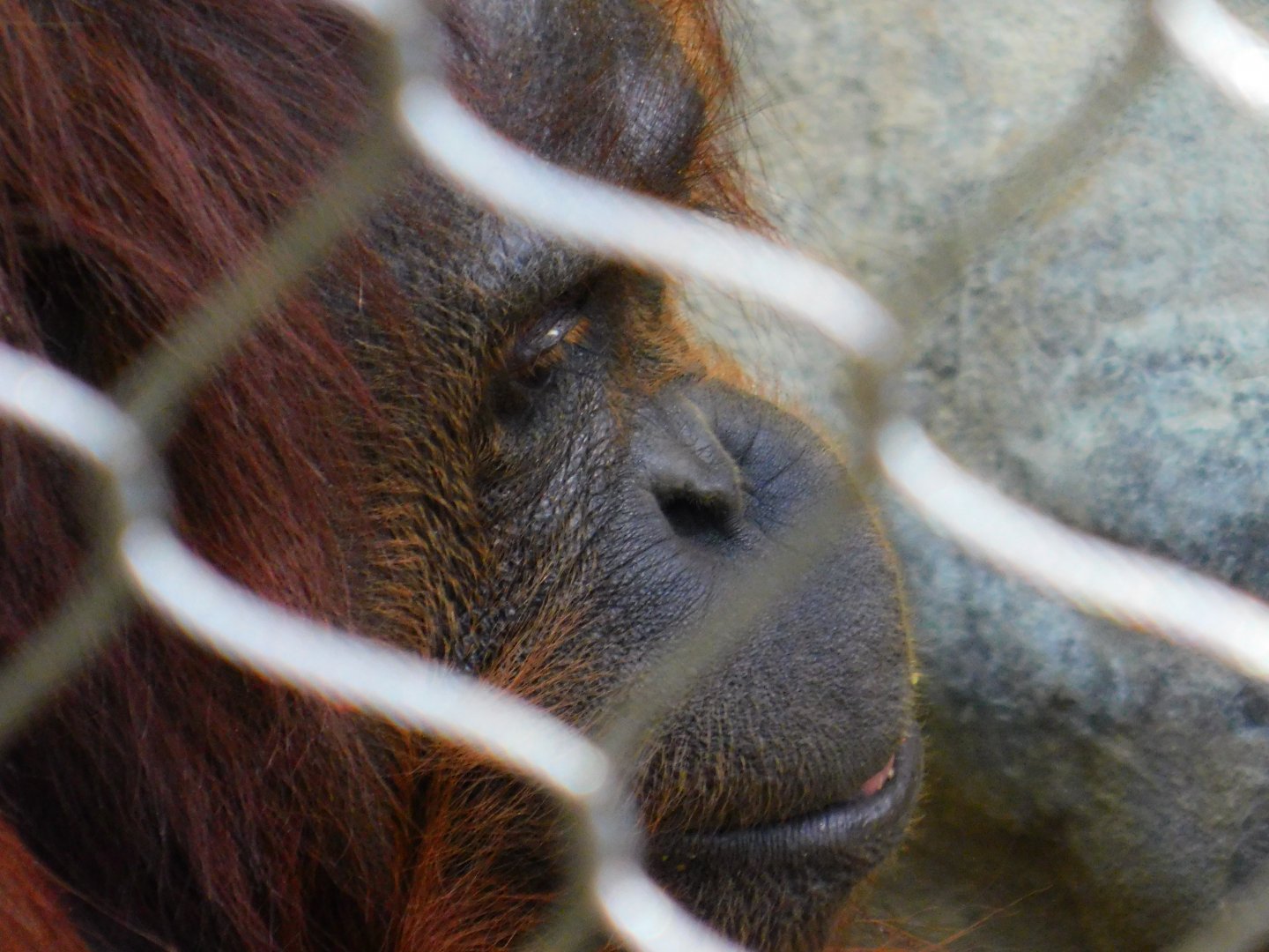 Bornean Orangutan