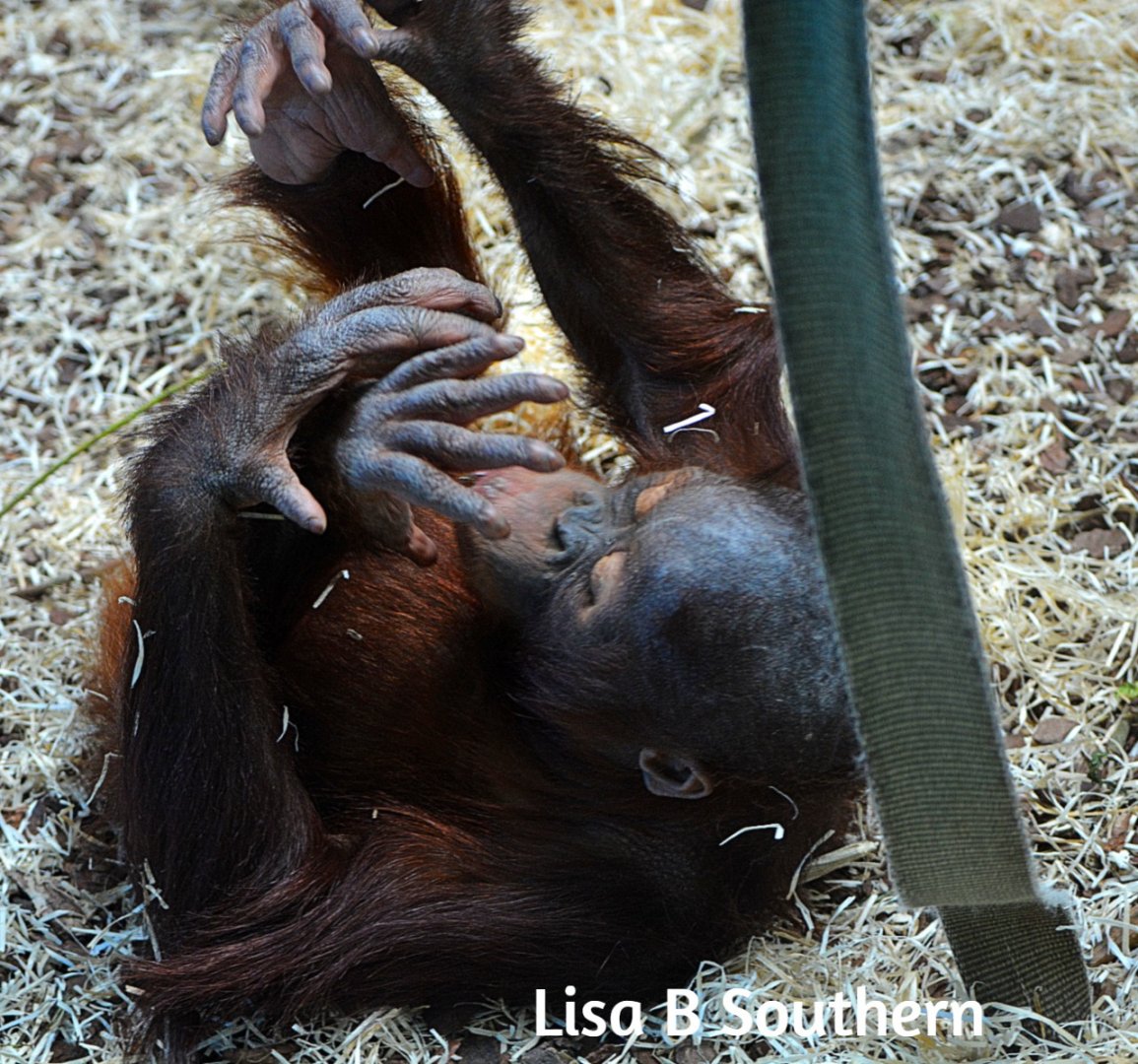 Bornean Orangutan