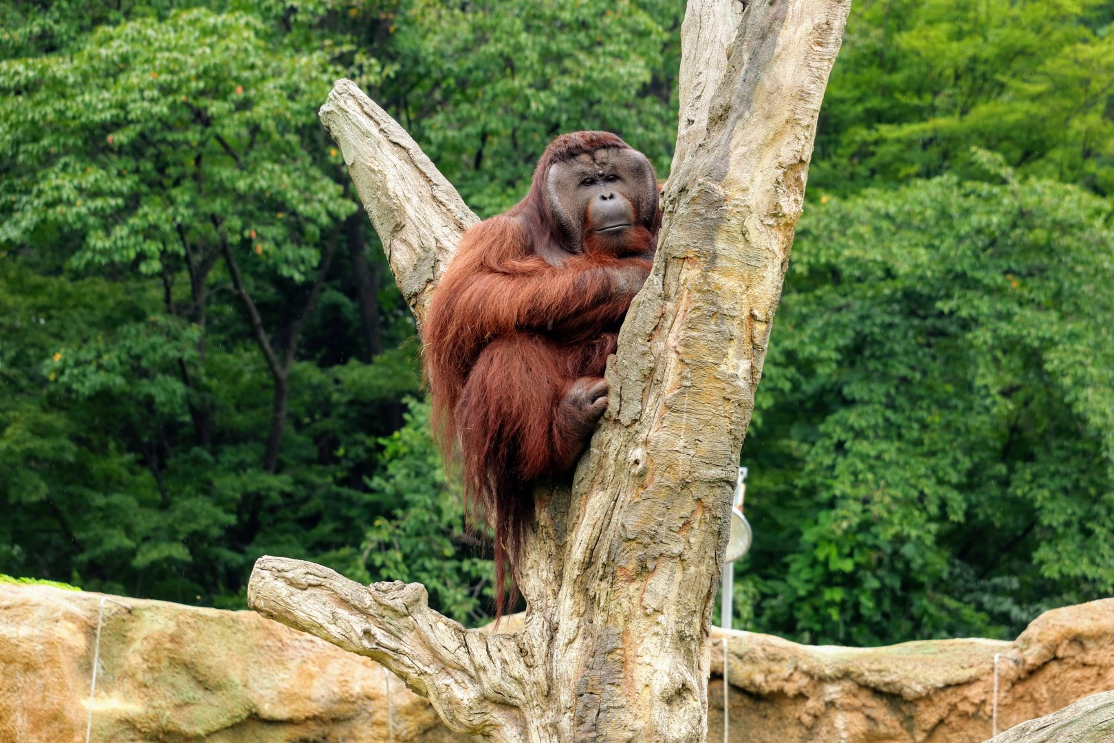 Bornean Orangutan
