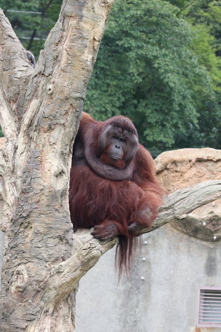 Bornean Orangutan
