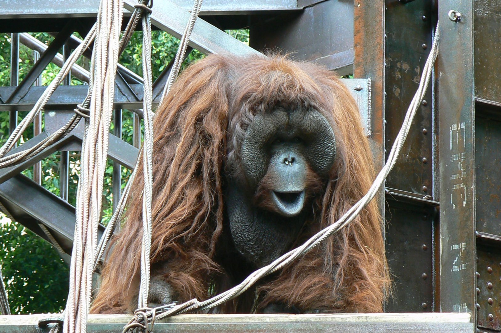 Bornean orangutan