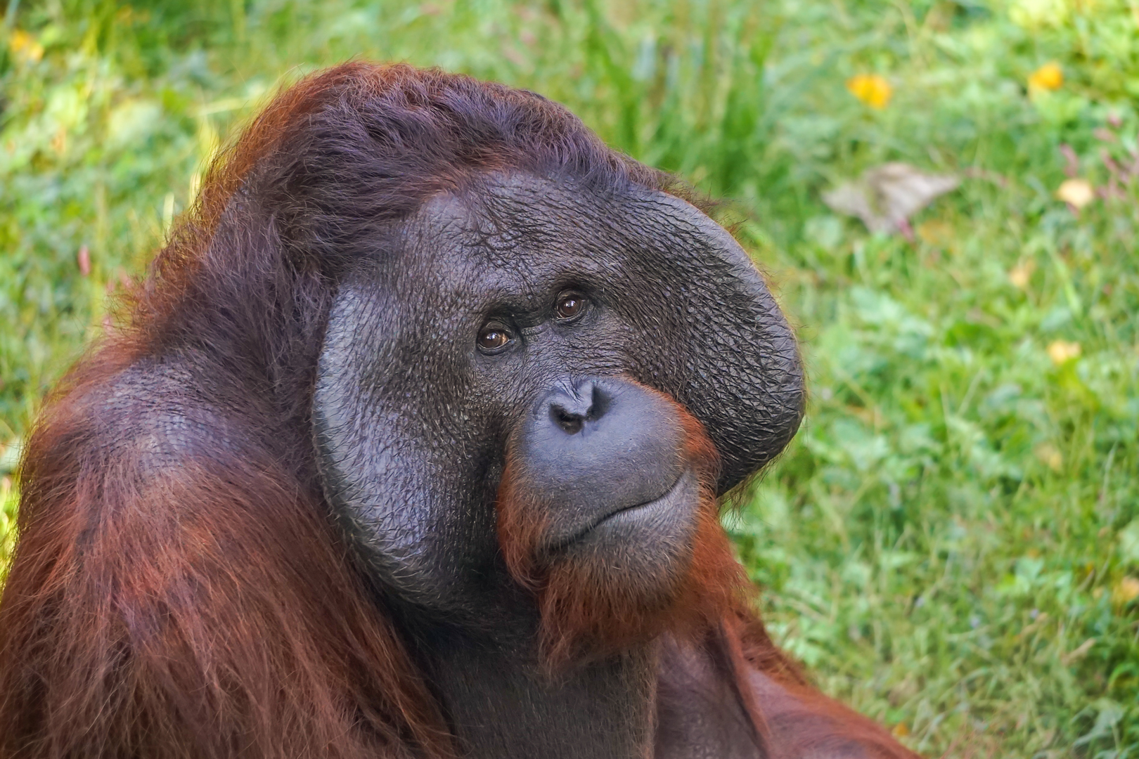 Bornean orangutan