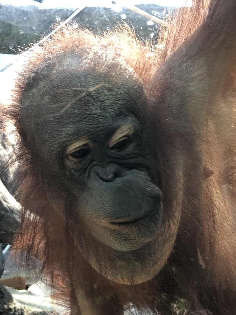 Bornean Orangutan