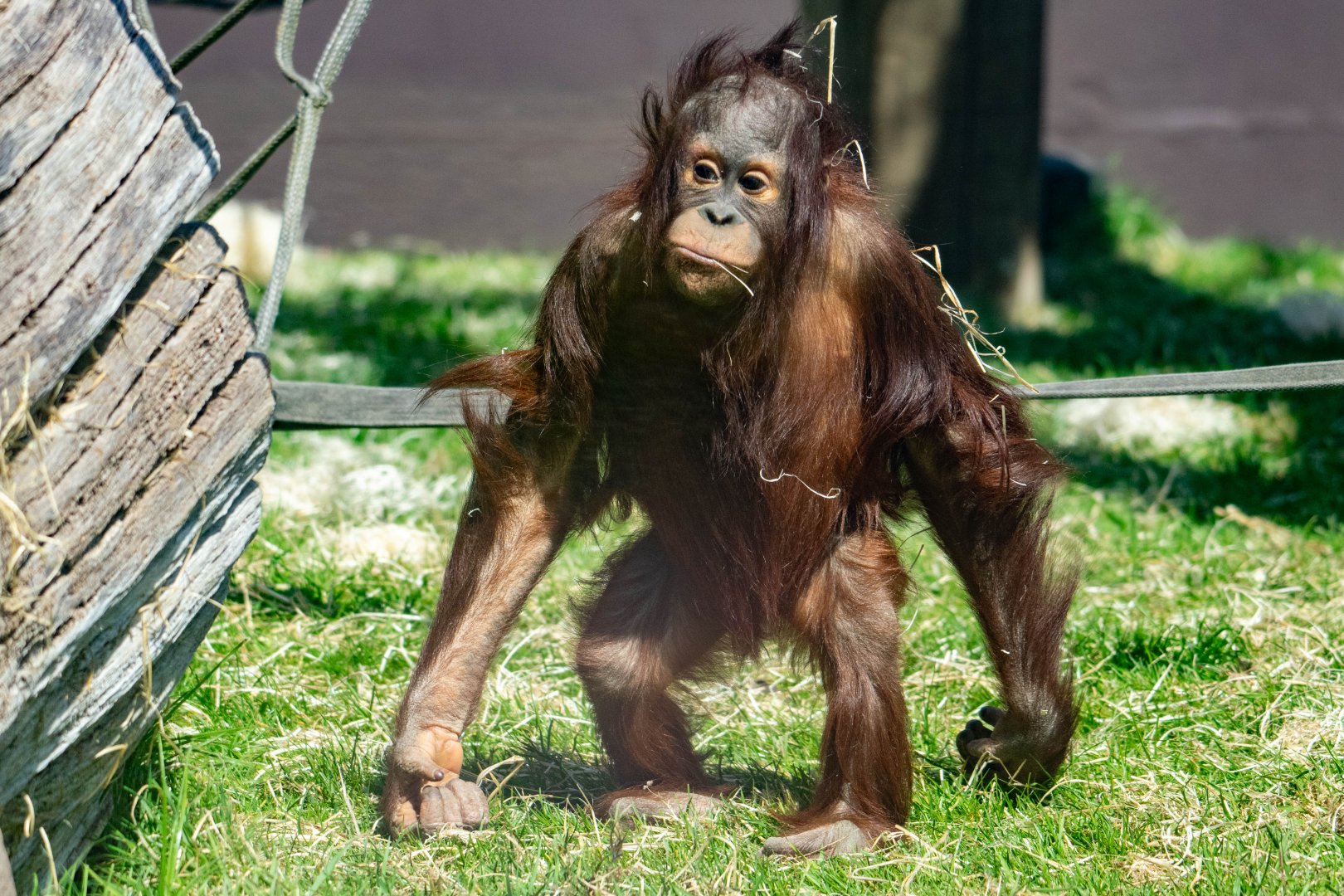 Bornean Orangutan