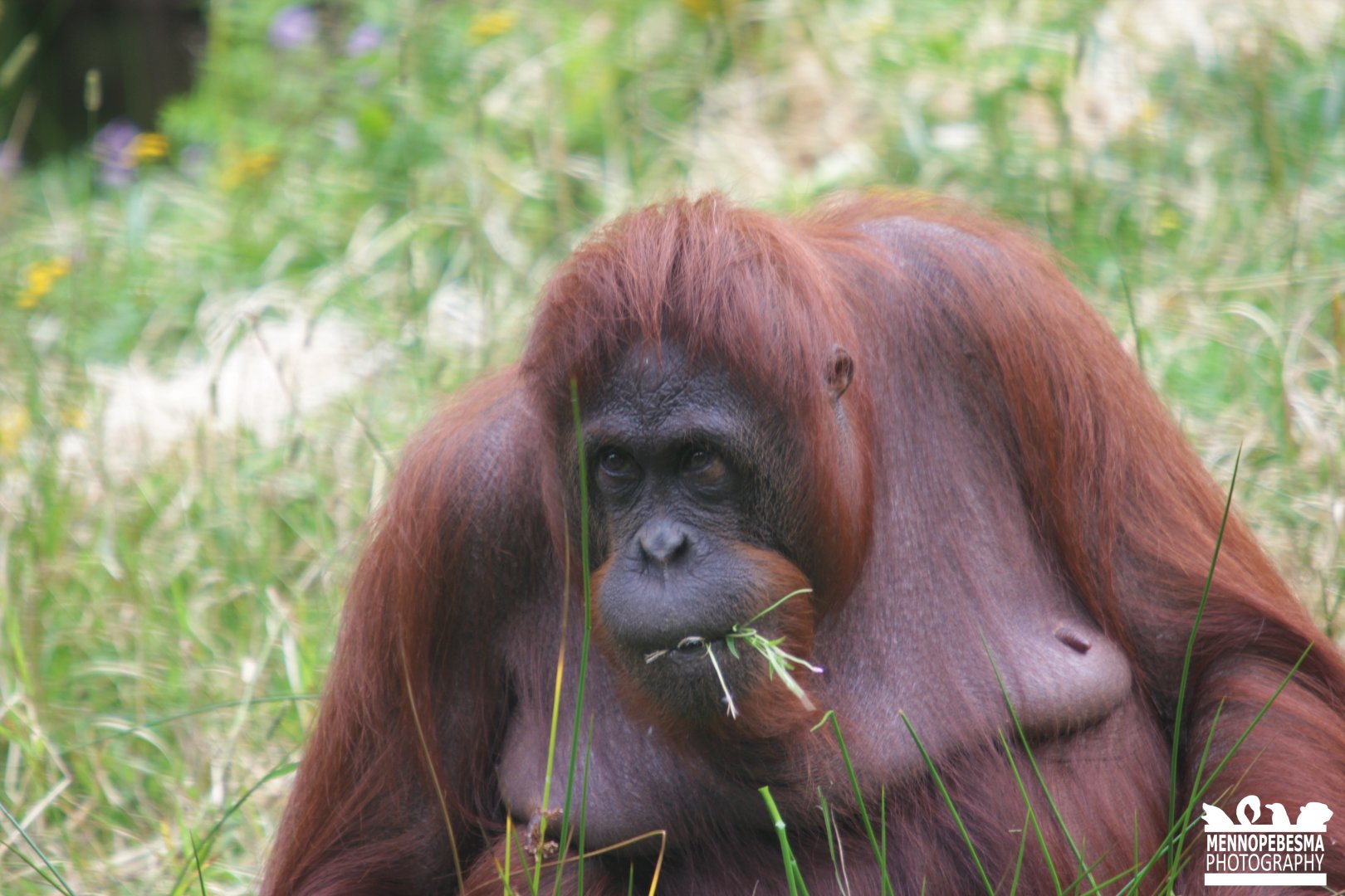 Bornean orangutan
