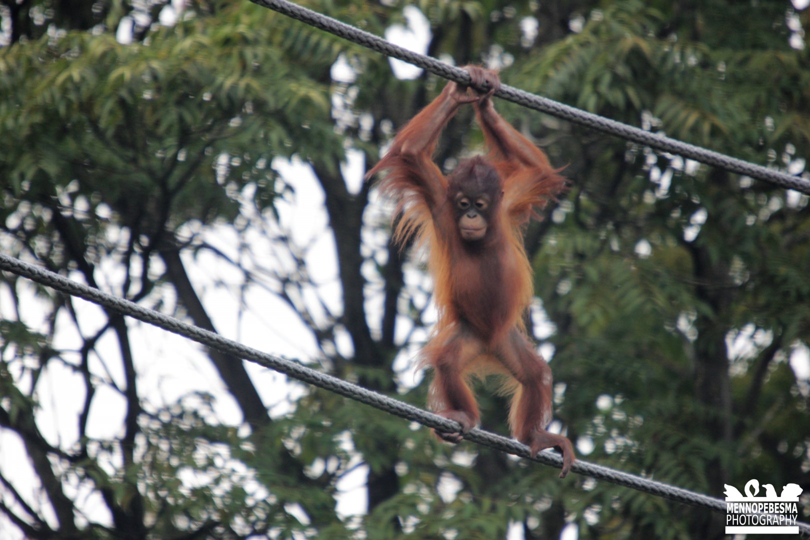 Bornean orangutan