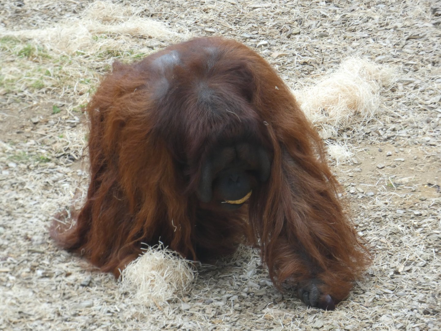 Bornean orangutan
