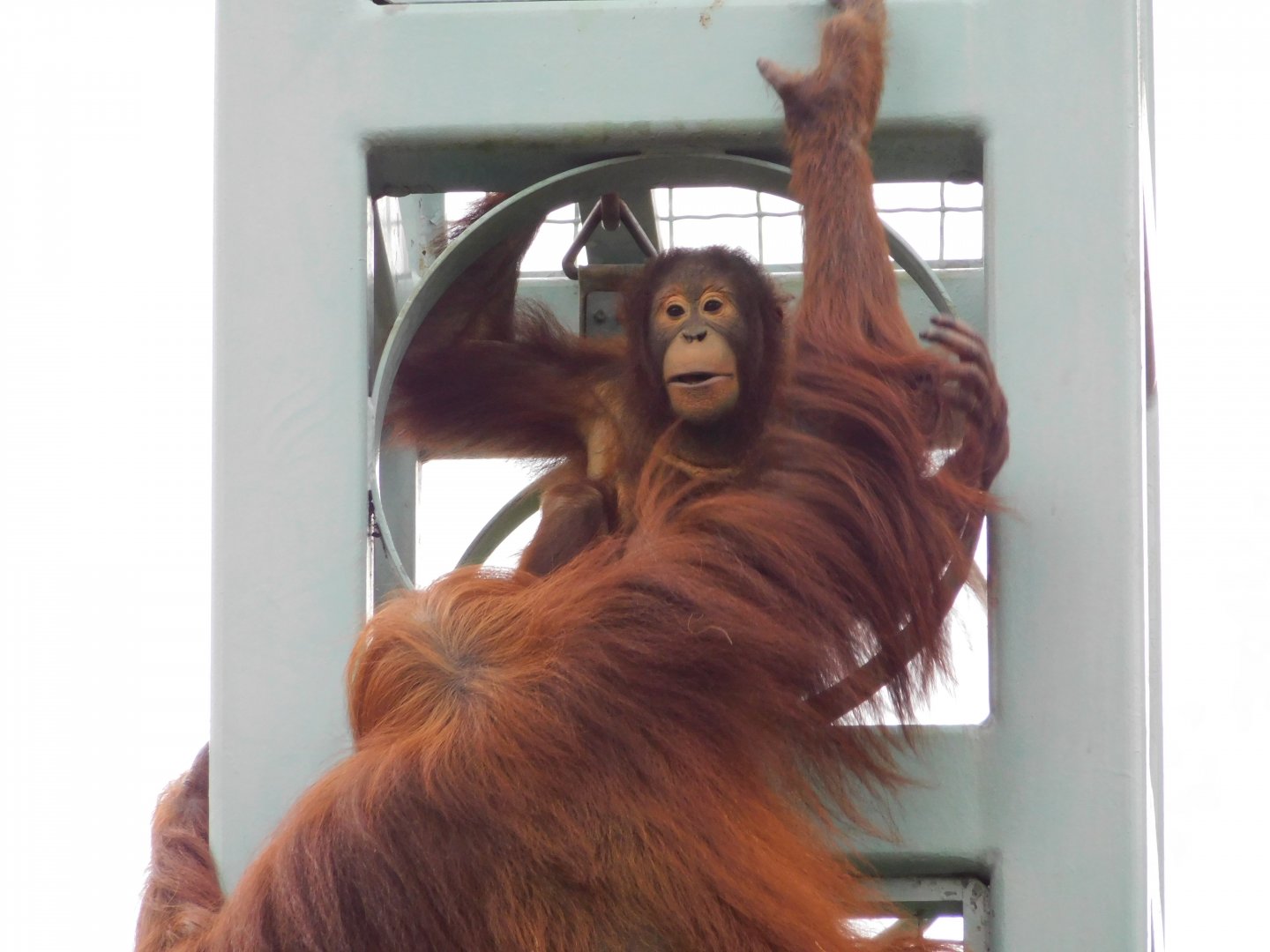 Bornean Orangutan