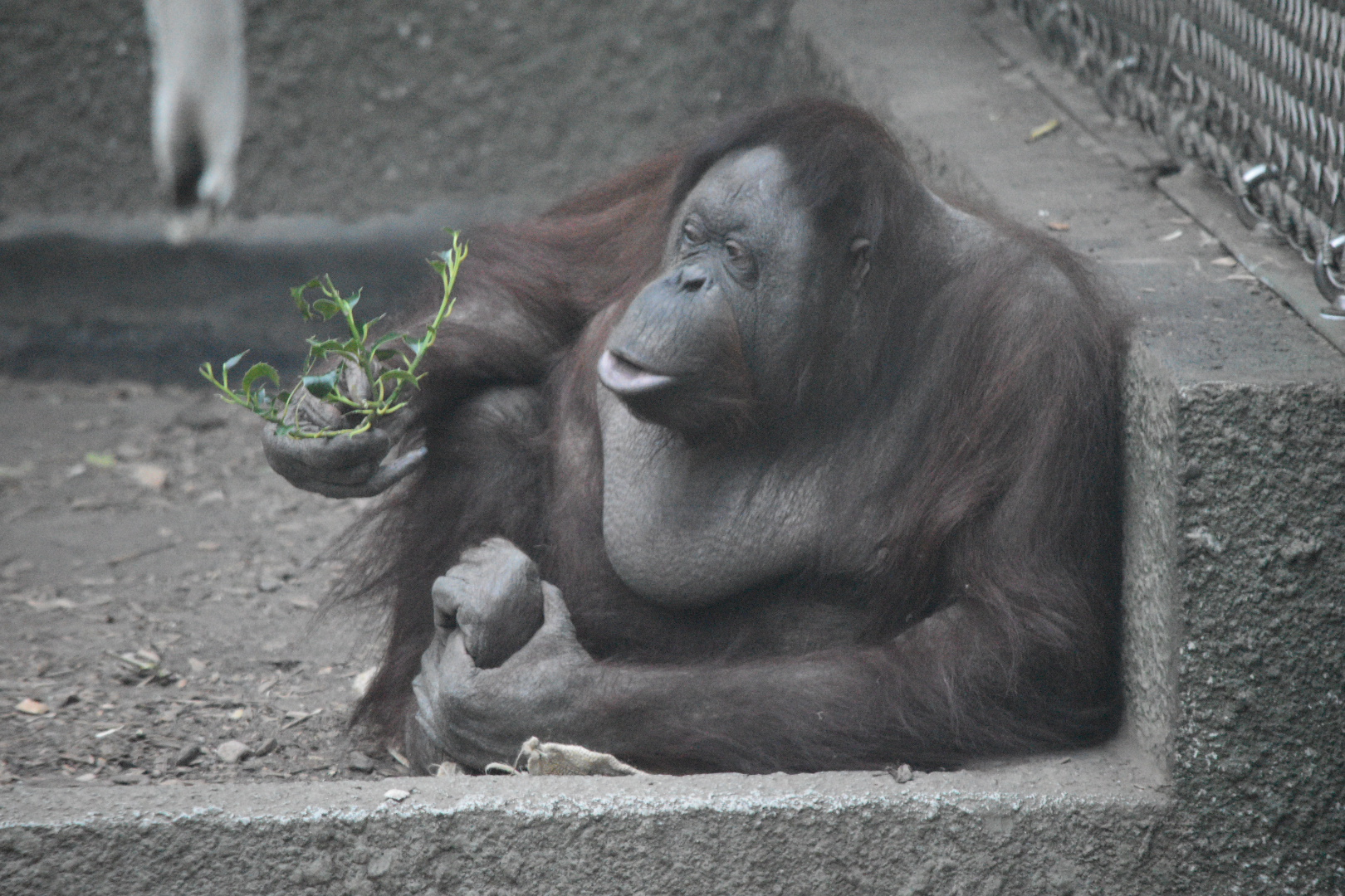 Bornean Orangutan