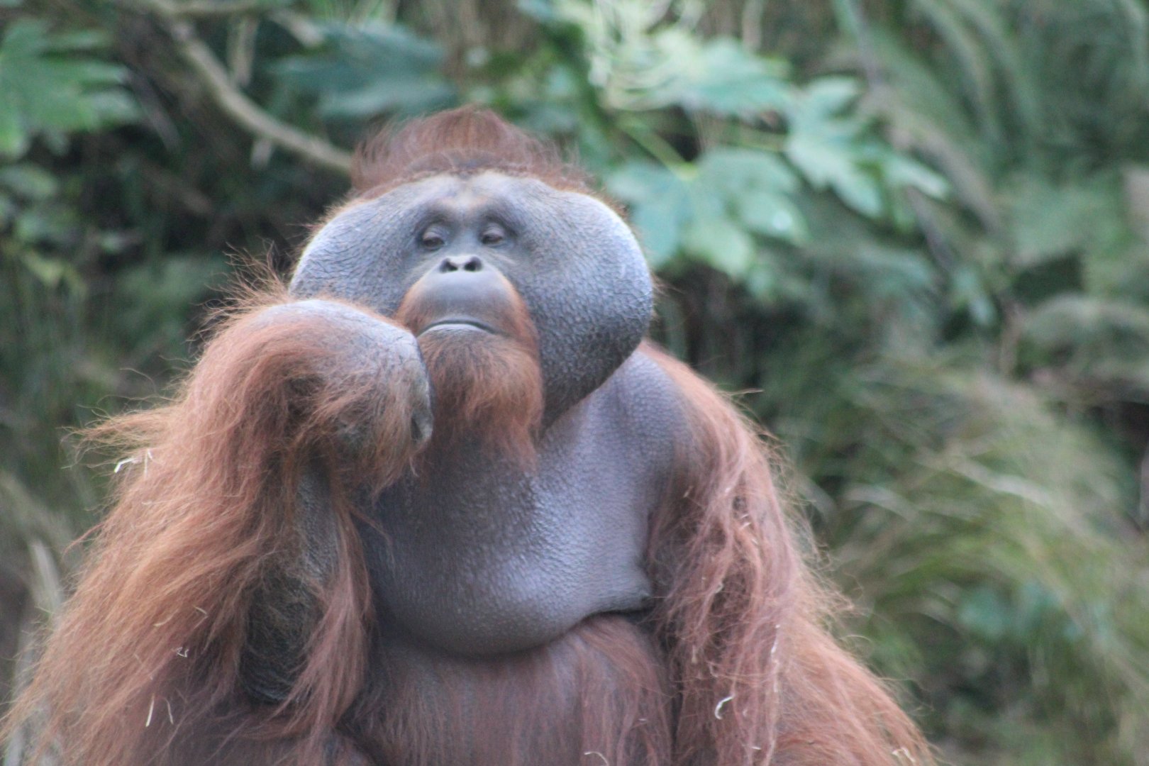 Bornean orangutan