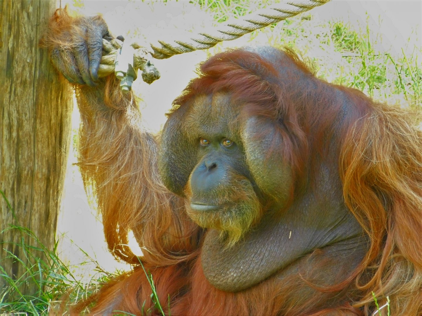 Bornean orangutan