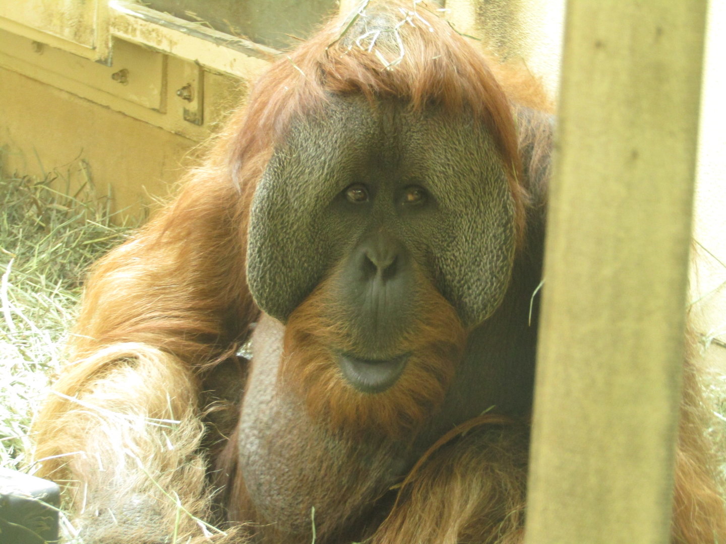 Bornean Orangutan