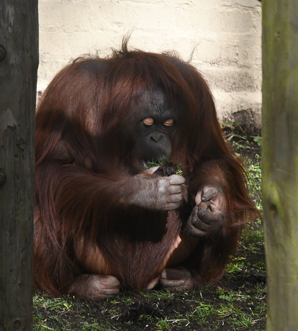 Bornean Orangutan