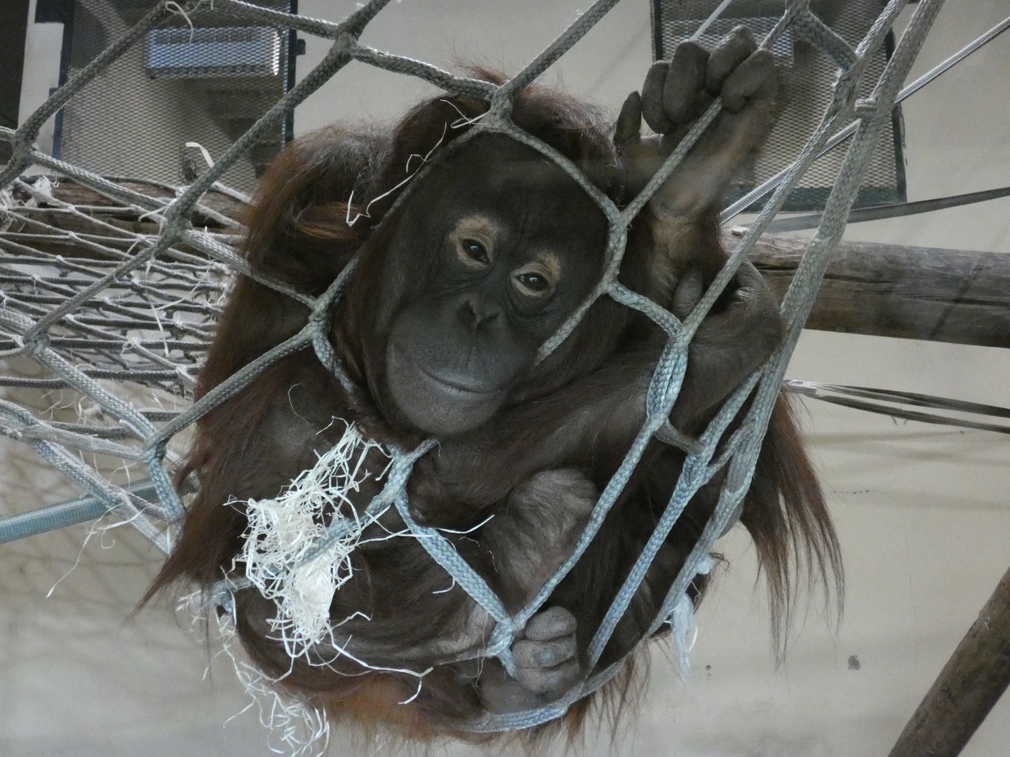 Bornean orangutan
