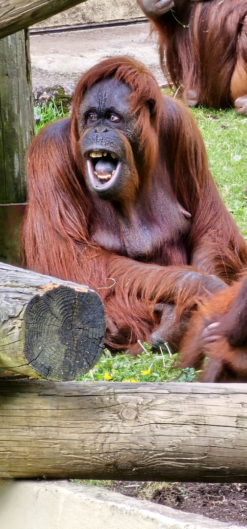 Bornean Orangutan