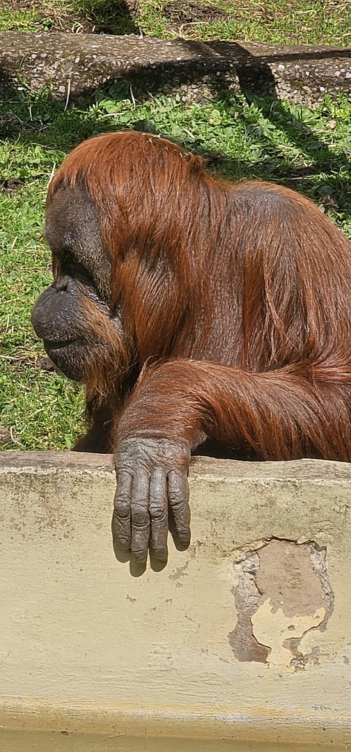 Bornean Orangutan