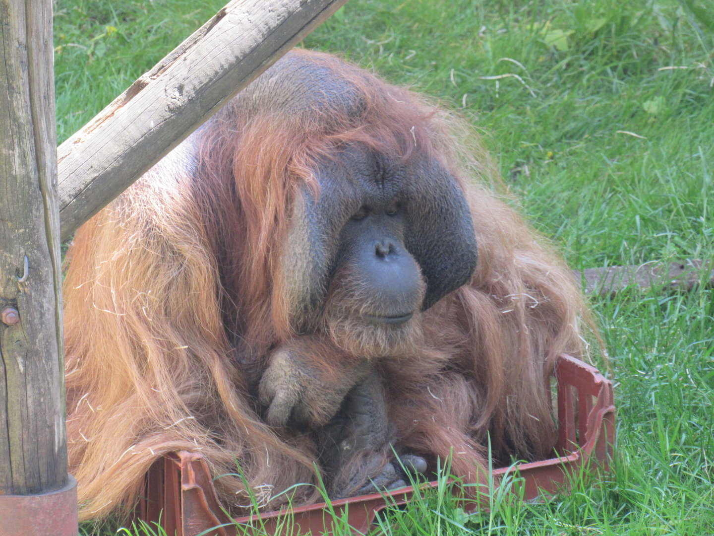 Bornean Orangutan