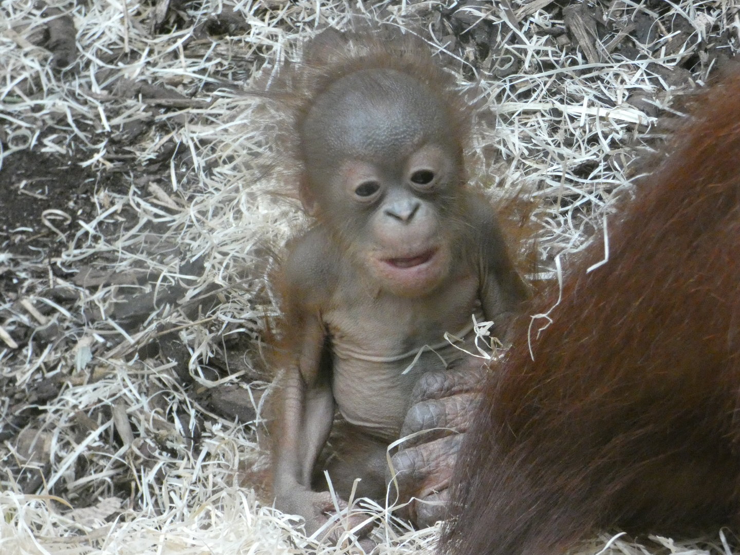 Bornean orangutan
