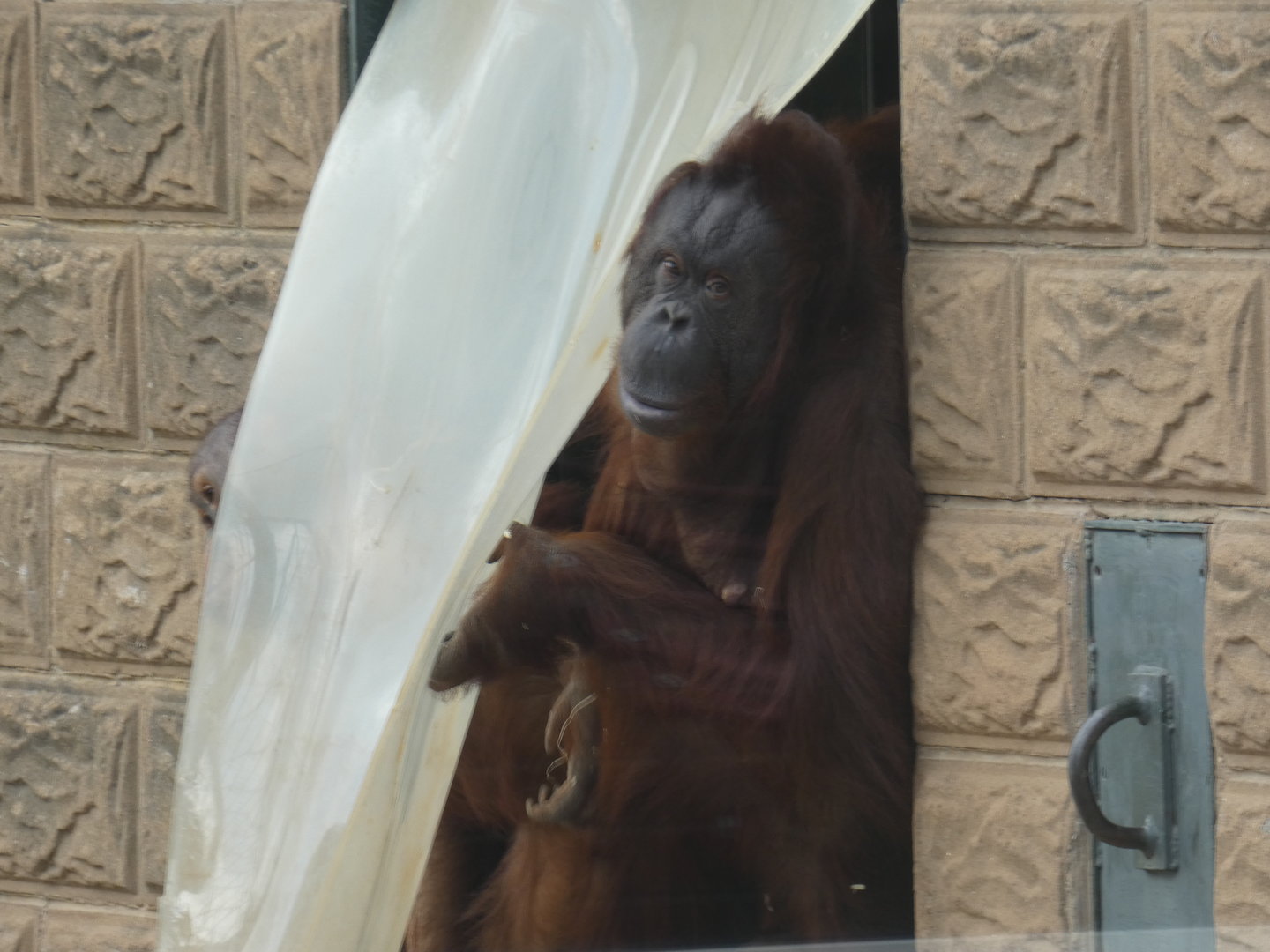Bornean orangutan