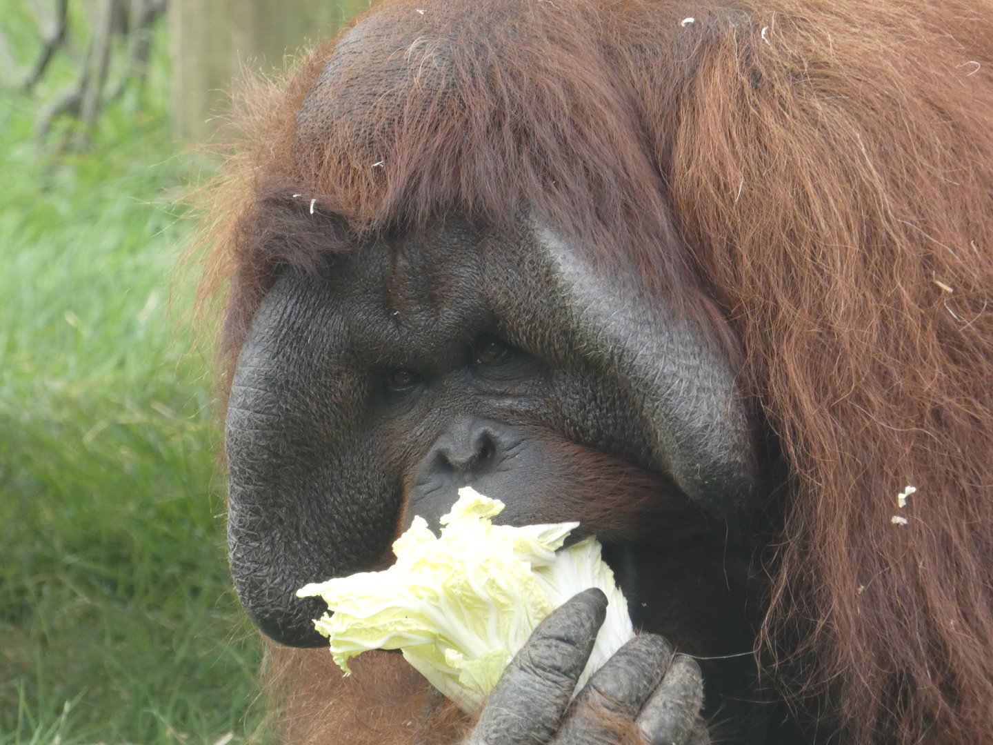 Bornean orangutan