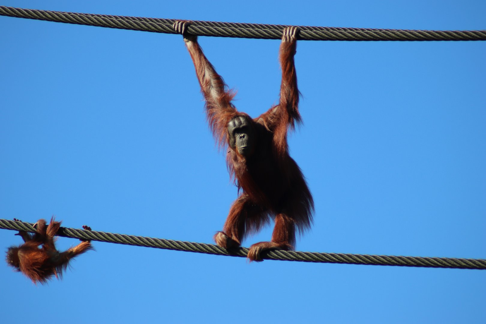 Bornean Orangutan