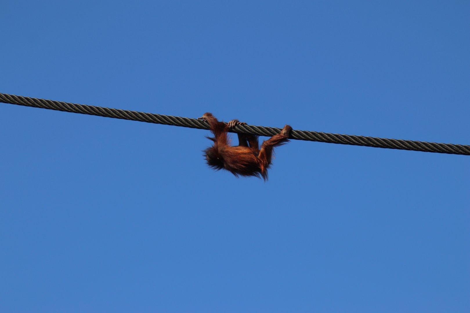 Bornean Orangutan