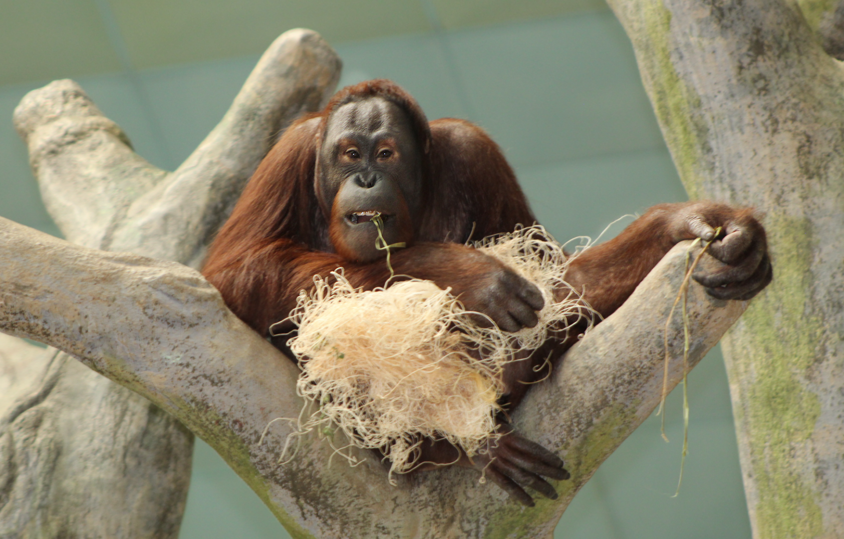 Bornean Orangutan