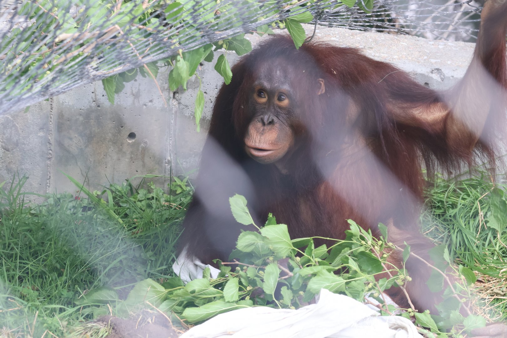 Bornean Orangutan