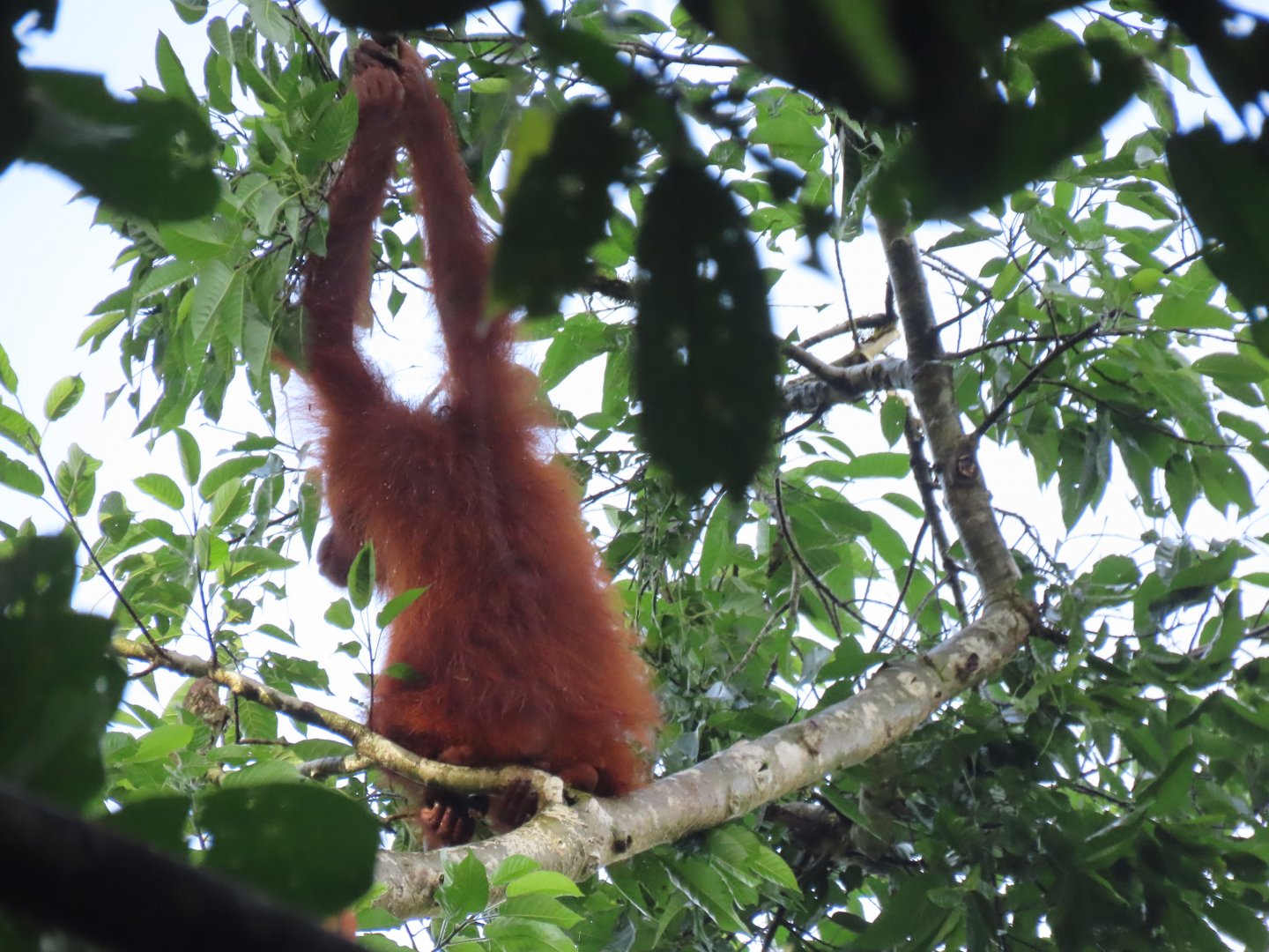 Bornean orangutan