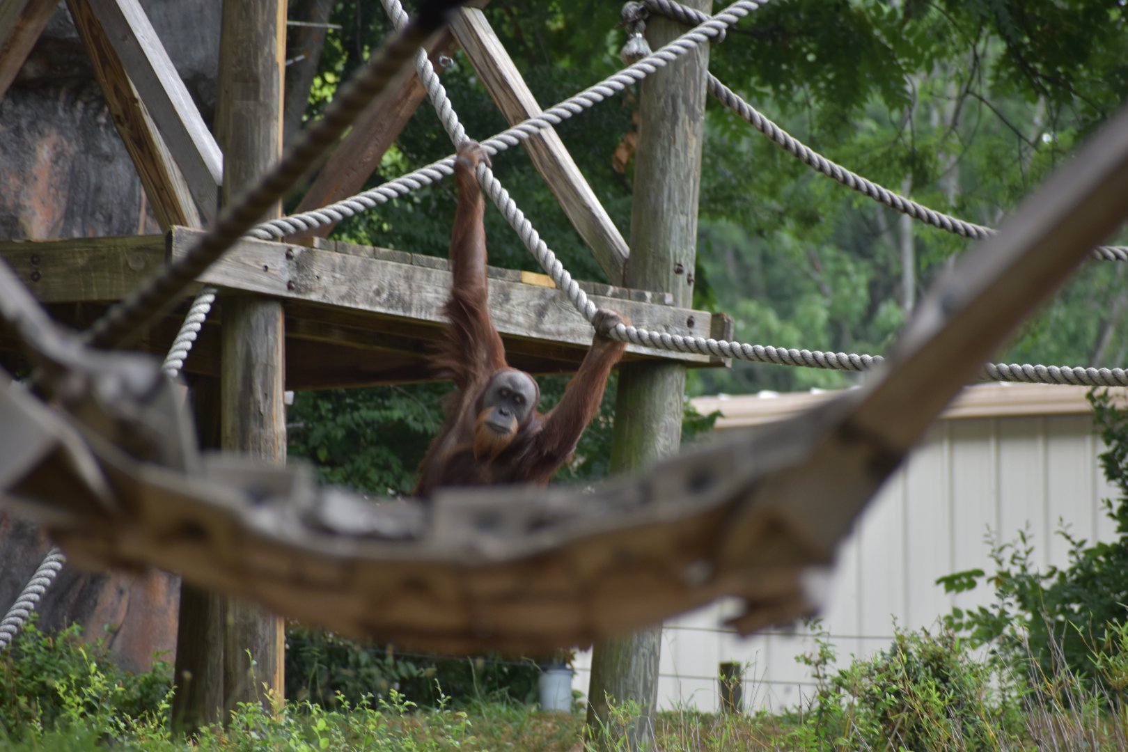 Bornean Orangutan
