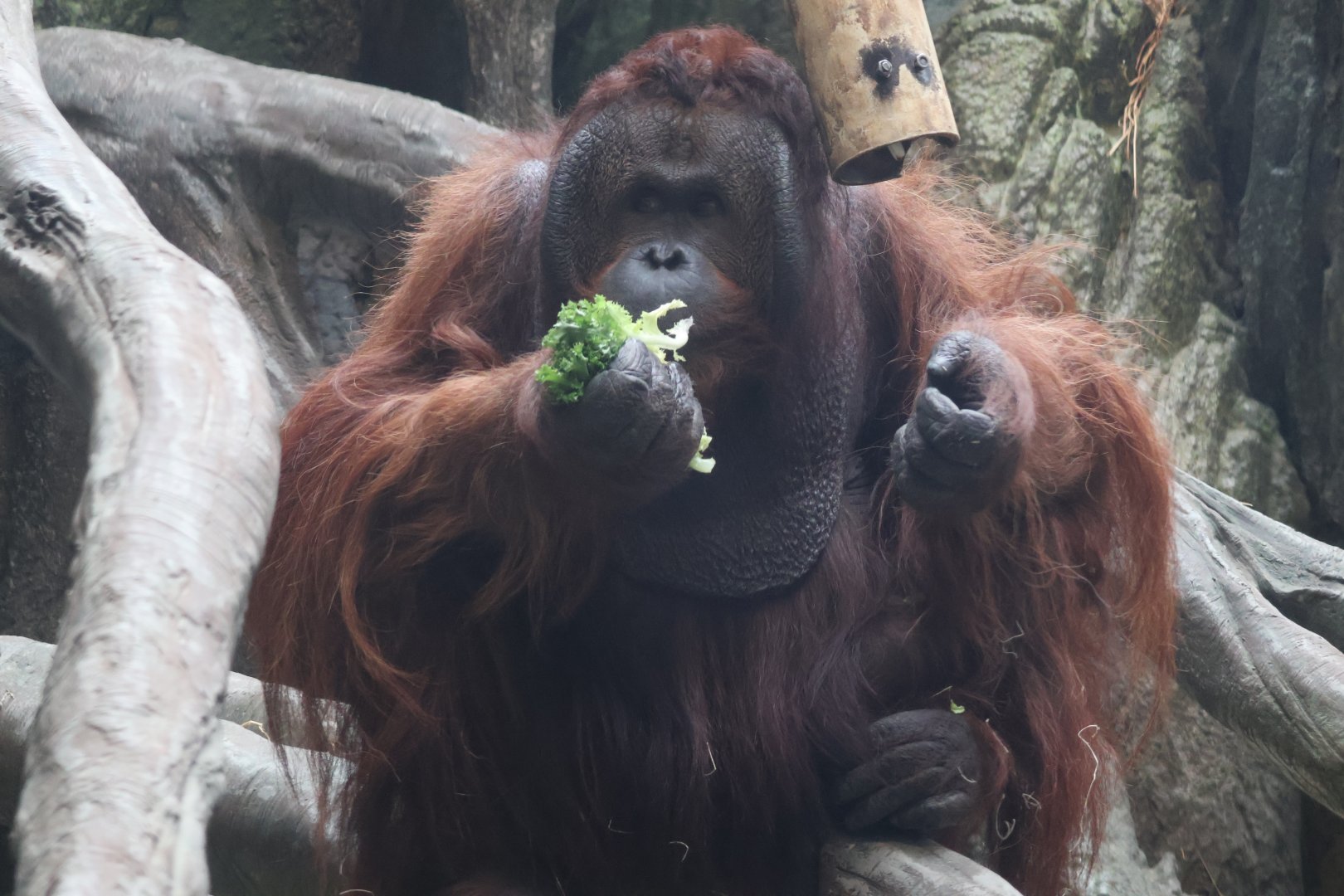 Bornean Orangutan