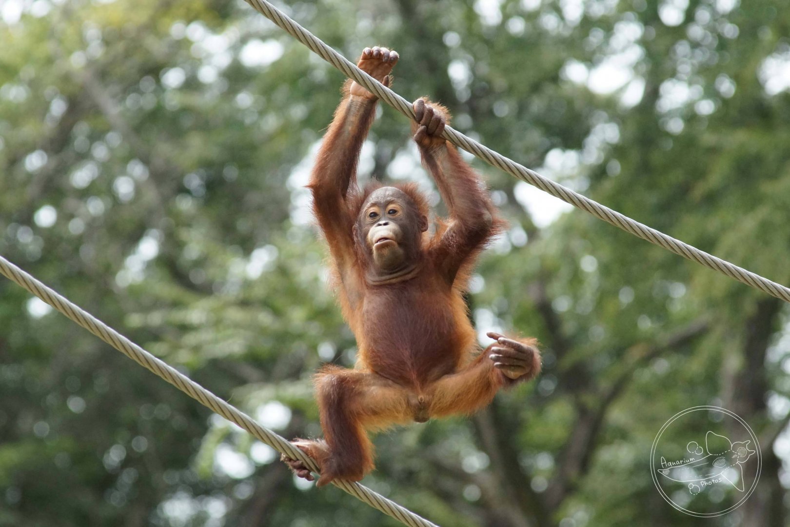 Bornean Orangutan