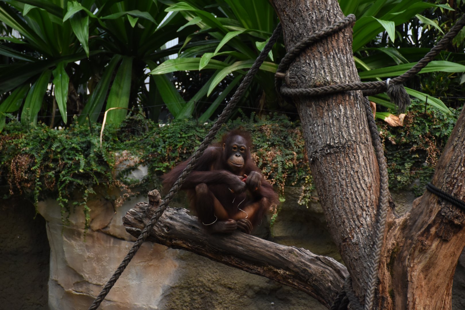 Bornean orangutan