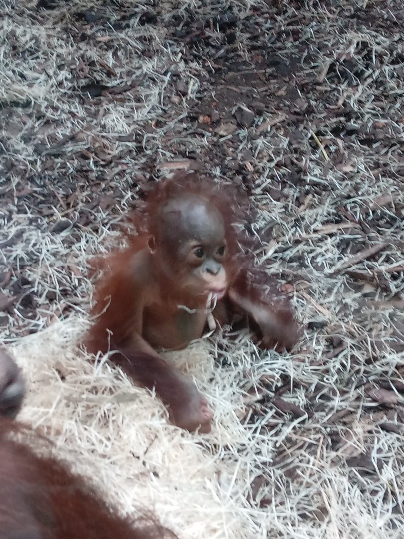 Bornean Orangutan