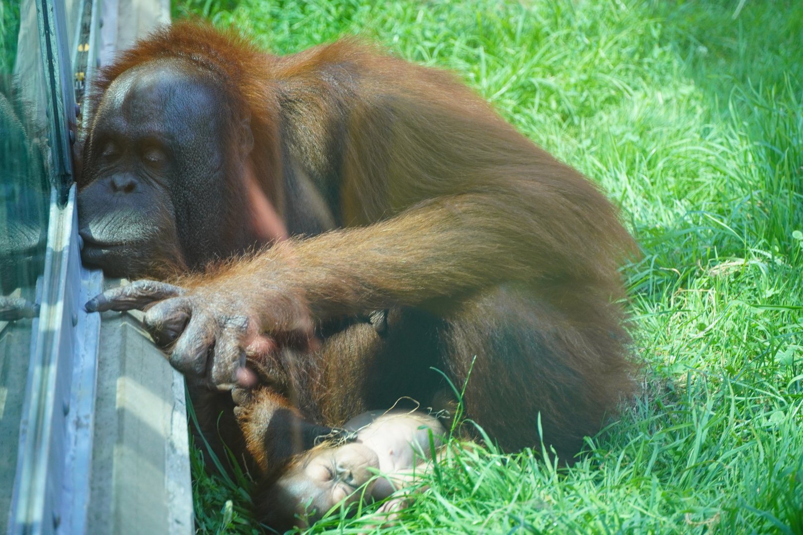 Bornean Orangutan