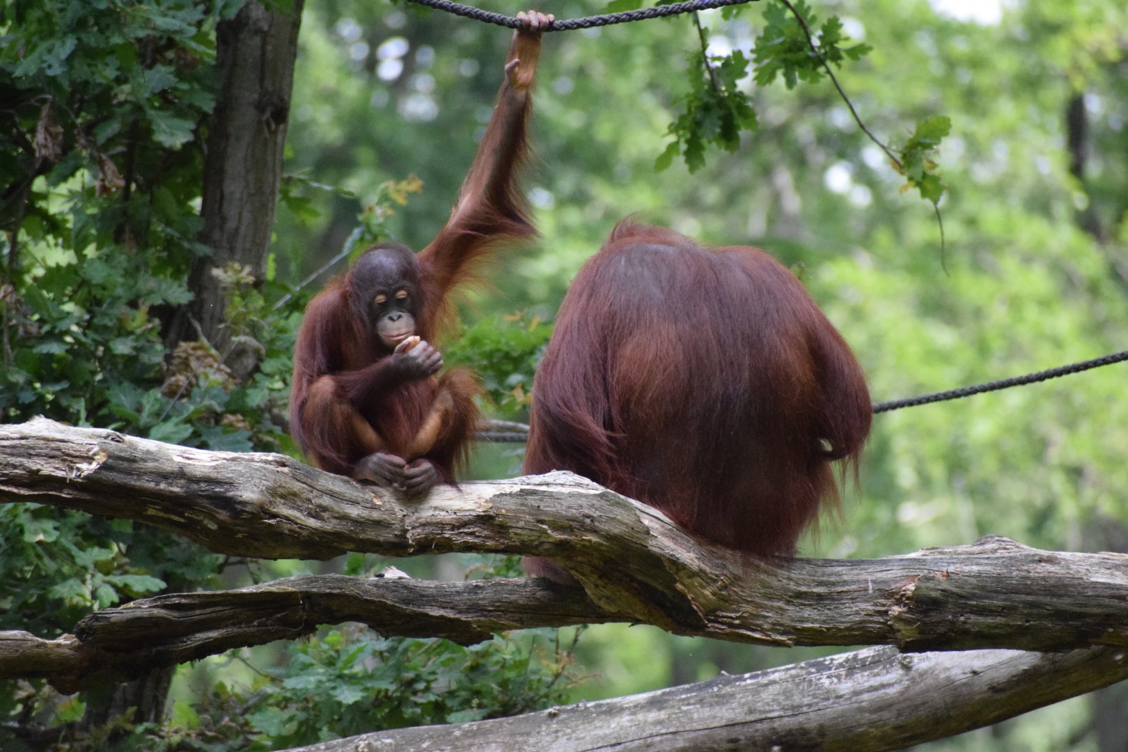Bornean orangutan