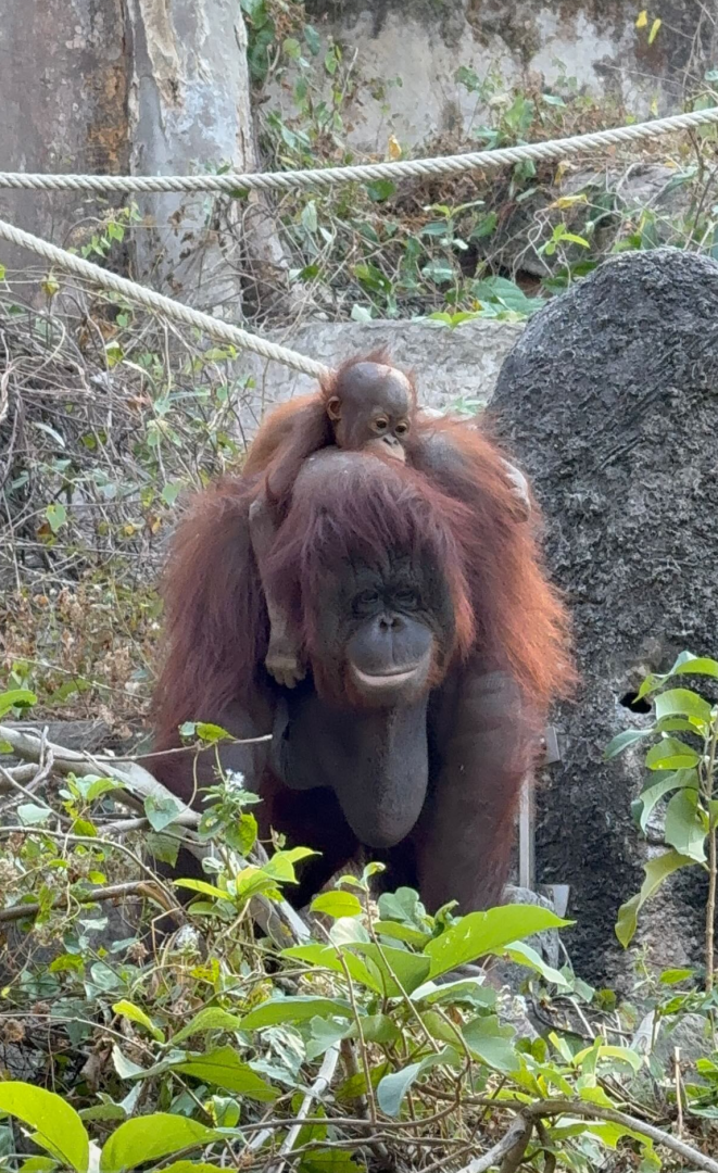 Bornean orangutan