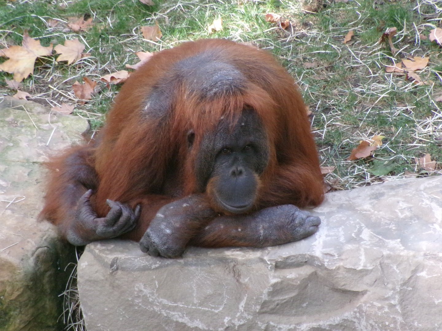 Bornean orangutan