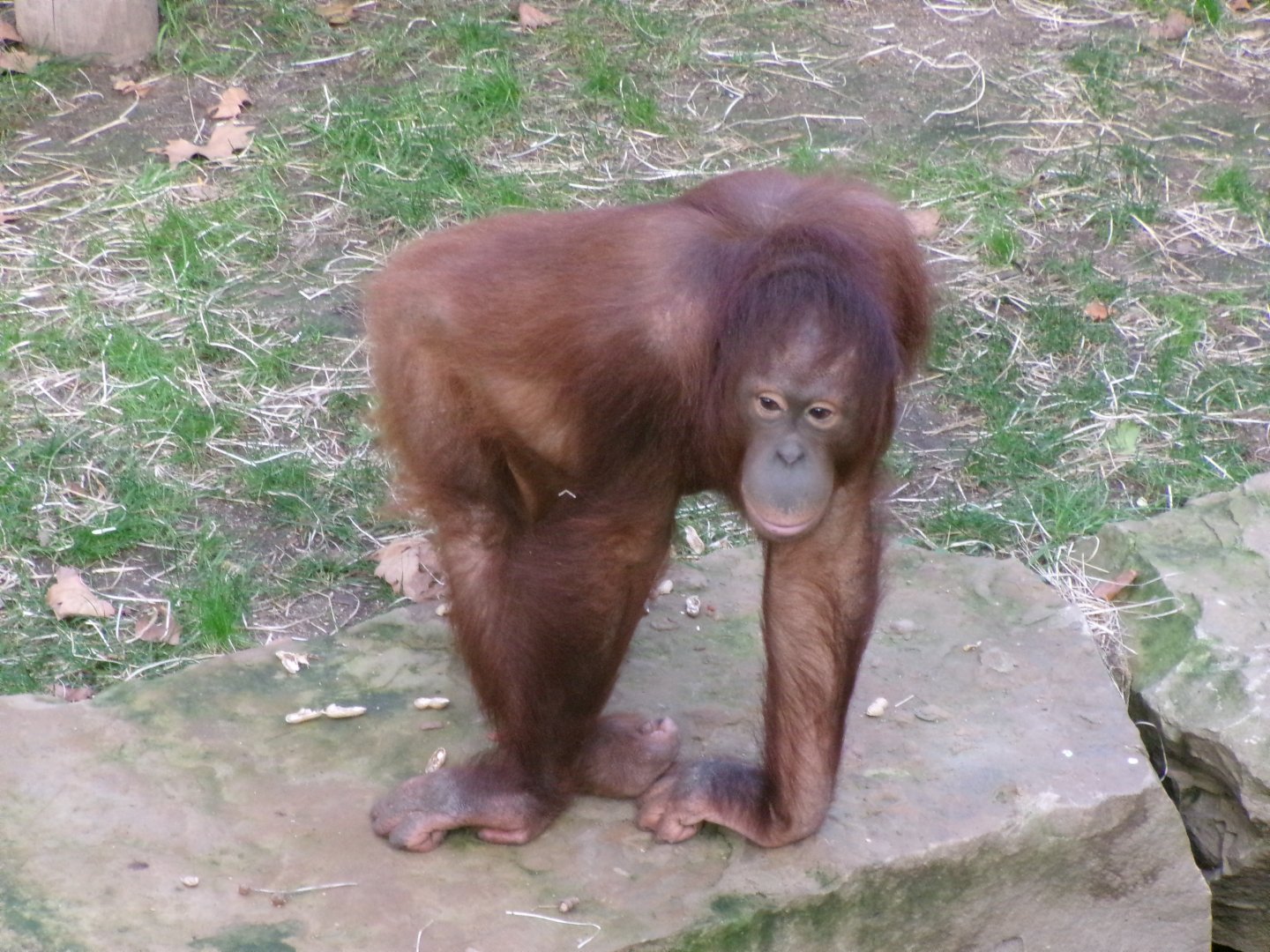 Bornean orangutan