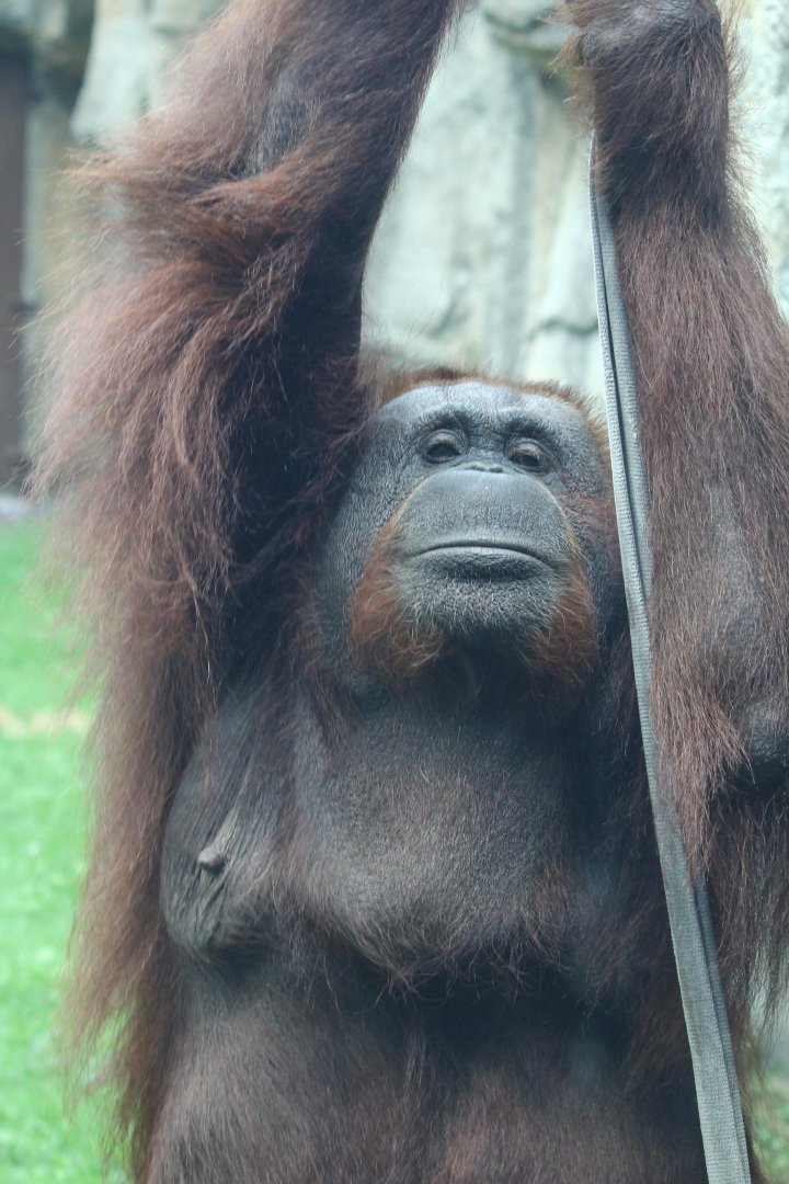 Bornean Orangutan