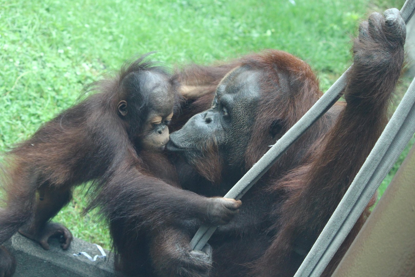 Bornean Orangutan