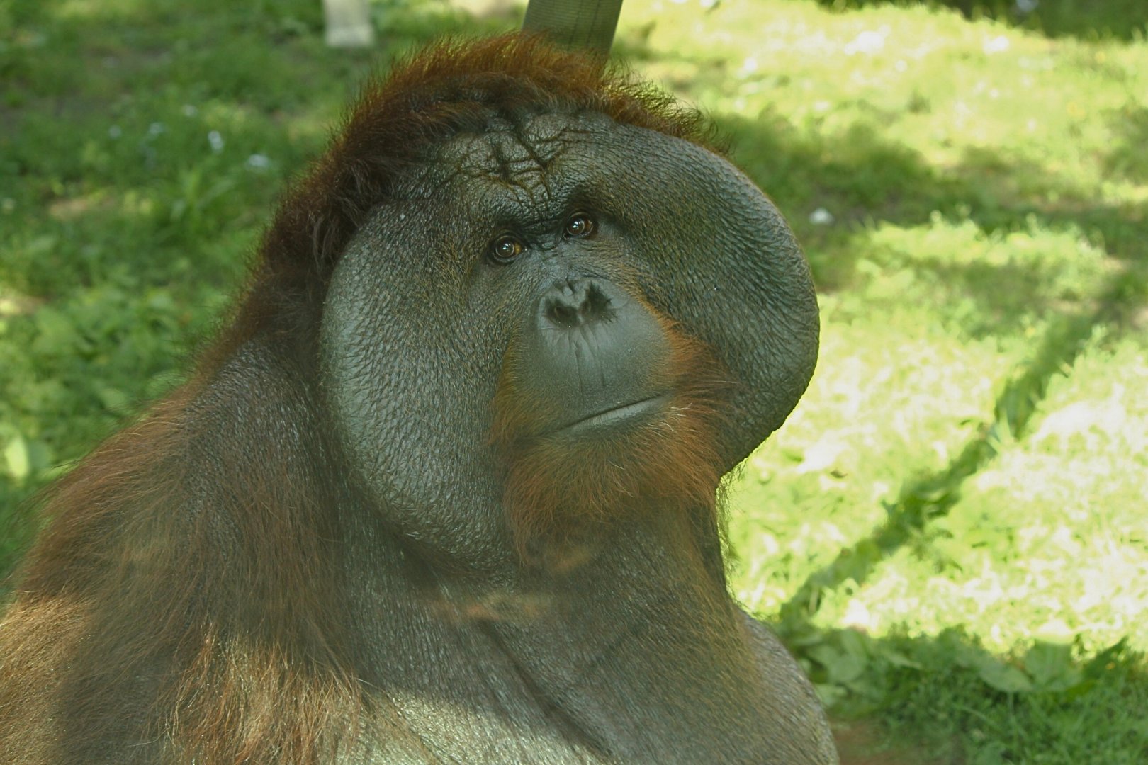 Bornean Orangutan